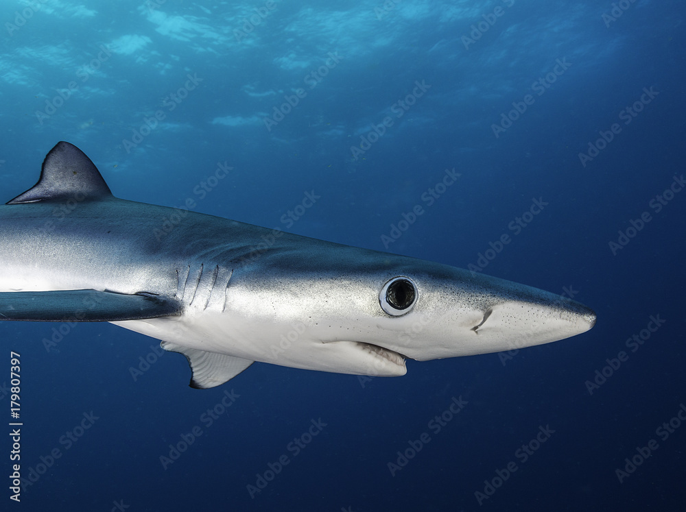 Naklejka premium Blue shark, 50 kilometres offshore out past Western Cape, South Africa.