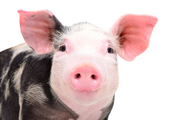 Portrait of attractive little piggy, closeup, isolated on a white background