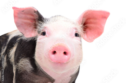 Portrait of attractive little piggy, closeup, isolated on a white background