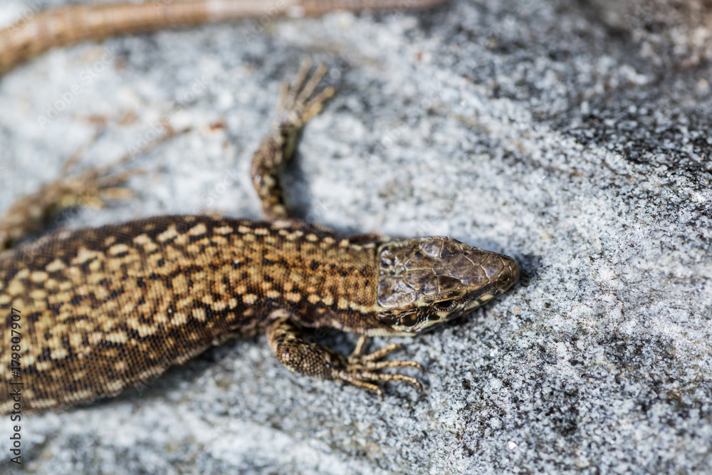 top view european wall lizard (podarcis muralis) lying on stone rock top view european wall lizard (podarcis muralis) lying on stone rock