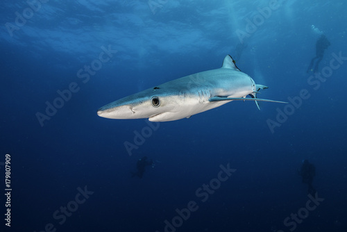 Blue shark, 50 kilometres offshore out past Western Cape, South Africa. © wildestanimal