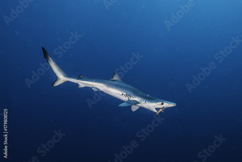 Blue shark  50 kilometres offshore out past Western Cape  South Africa.