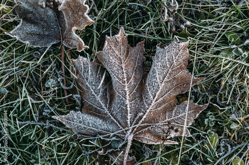 First Frost. Frozen leaves