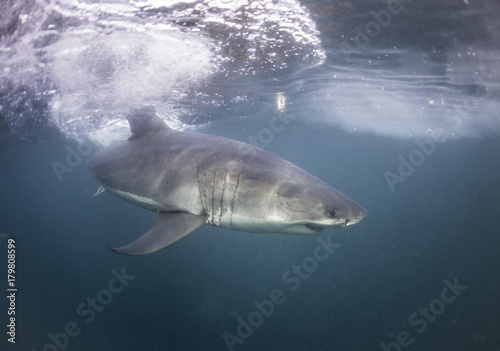 Great white shark at the surface, False Bay, Cape Town, South Africa. © wildestanimal