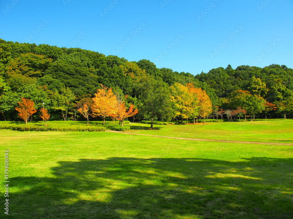 Fototapeta premium 秋の草原と林と青空