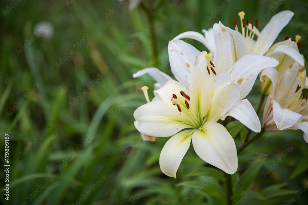 Obraz premium White lilies
