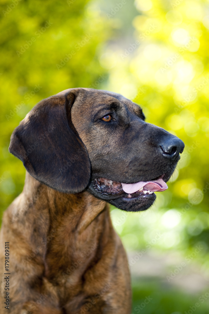 Obrázky "Hannoverscher Schweißhund" – procházejte fotografie, vektory a  videa 20 | Adobe Stock