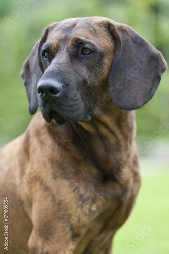Hannoverscher Schweißhund