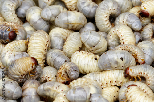 Image of grub worms, coconut rhinoceros beetle (Oryctes rhinoceros), Larva.