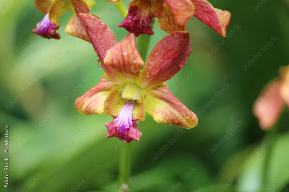Sunset Orange Orchid Sunset Orange Orchid
