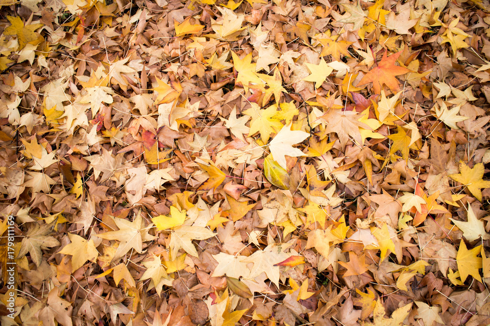 Autunno Inoltrato Autunno Inoltrato