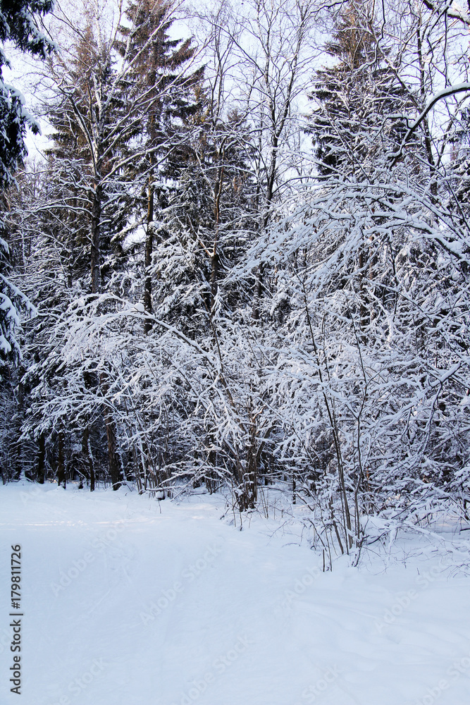 Fototapeta premium Winter forest after a heavy snow