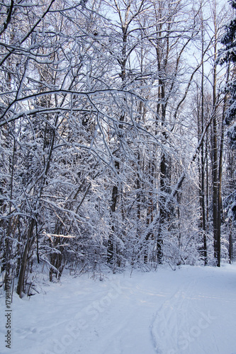Winter forest after a heavy snow