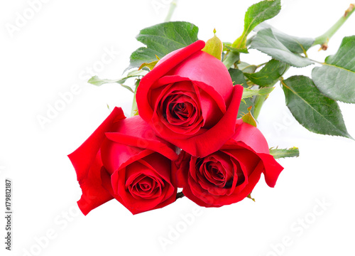 Fresh red roses isolated on white background.