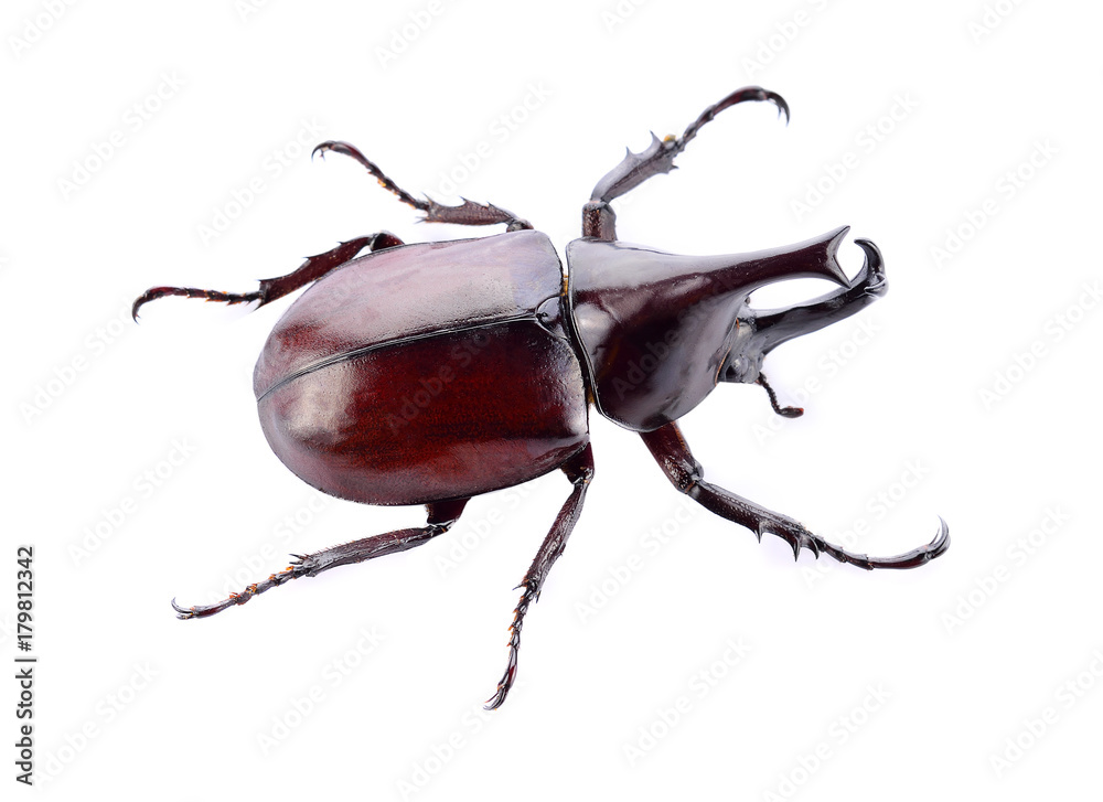 Beetle isolated on white background Beetle isolated on white background