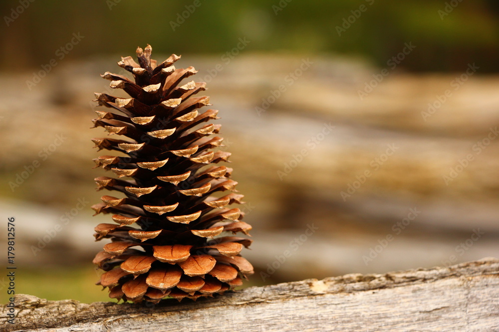 Fototapeta premium Pine cone on a log