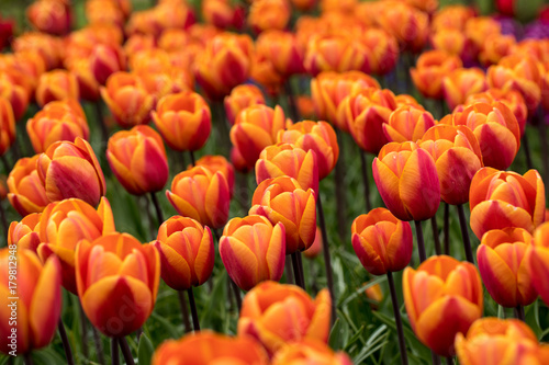 orange tulips flowers blooming in a garden