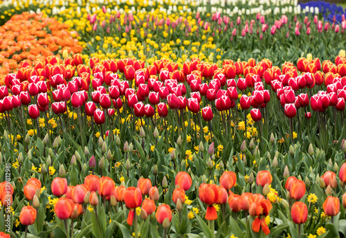 colorful tulips and daffodils  blooming in a garden