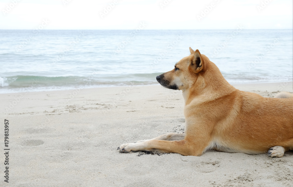 a brown dog sitting alone on the beach and looking out to sea a brown dog sitting alone on the beach and looking out to sea