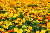 Background of summer flowers, meadow of vivid marigold flowers, selective focus, shallow depth of field