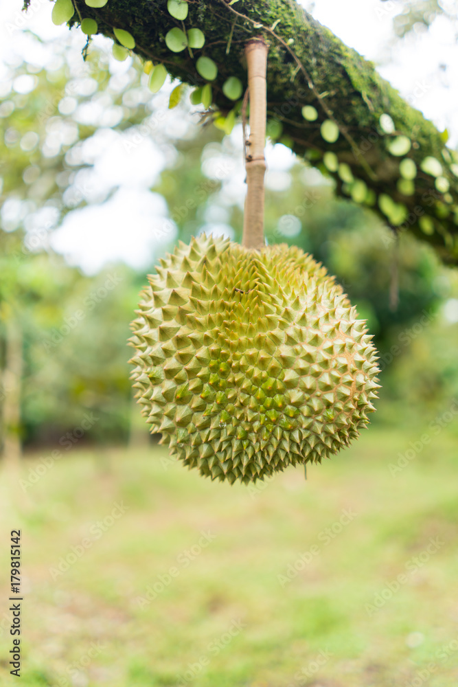 Durian (low depth of field) Durian (low depth of field)
