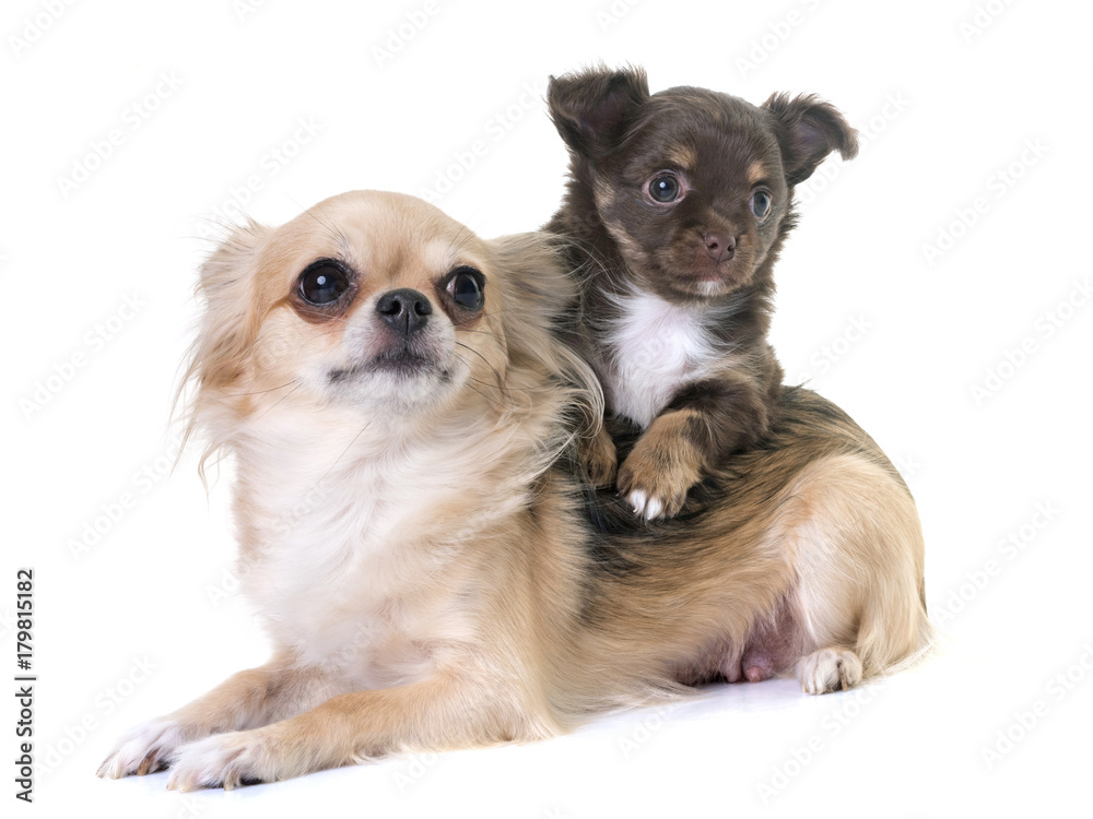 puppy chihuahua and mother puppy chihuahua and mother