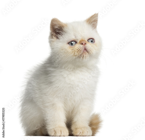 Exotic Shorthair kitten, sitting, 2,5 months old, isolated on white