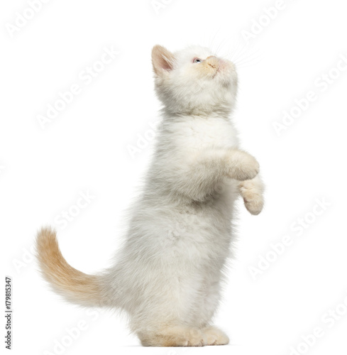 Side view of an Exotic Shorthair kitten on hind legs, 2,5 months old, isolated on white