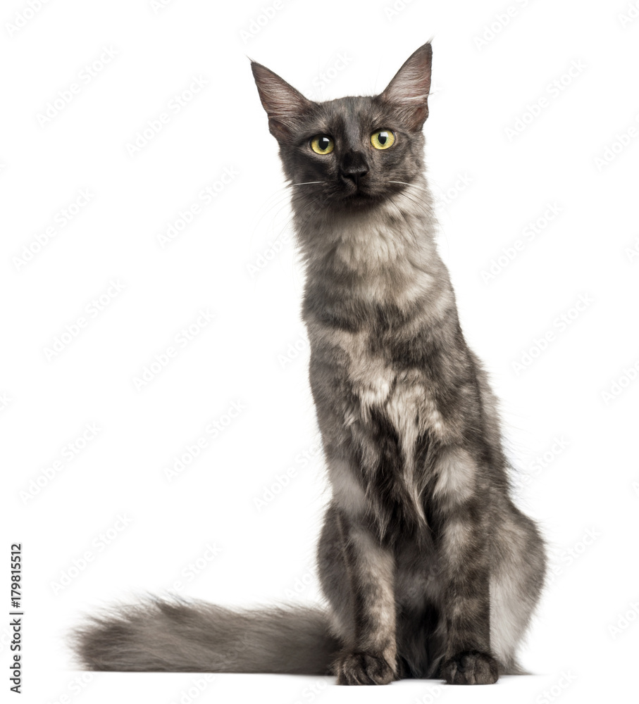 Turkish Angora sitting, looking at the camera, isolated on white