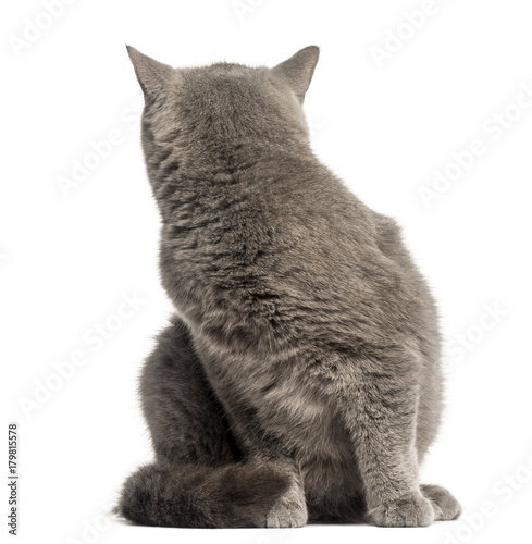 Fototapeta Naklejka Na Ścianę i Meble -  Front view of a British Longhair sitting, looking backawards, isolated on white