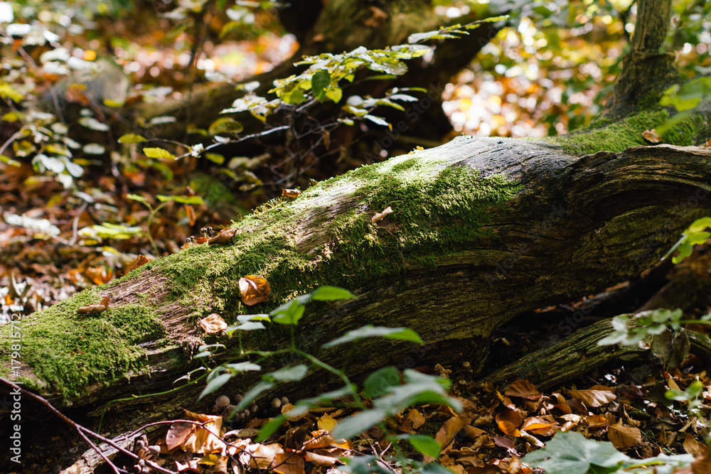 Wald im Herbst Wald im Herbst