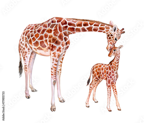 Photography Giraffes