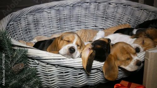 Beagle puppyies in the basket for dogs near small new year tree photo