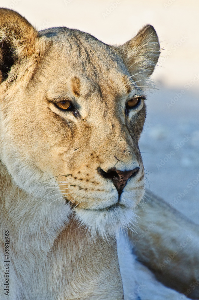 Obraz premium Well composed.....