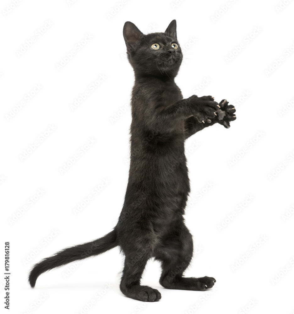 Black kitten standing on hind legs, playing, looking up, 2 month