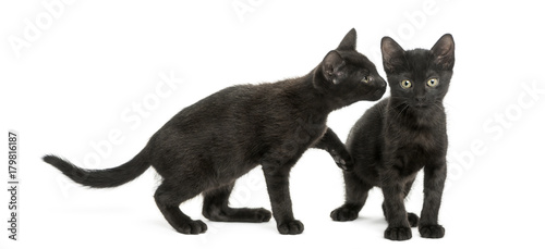 Black kitten sniffing at other kitten  2 months old  isolated on