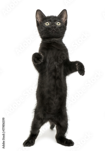 Black kitten standing on hind legs, playing, looking up, 2 month