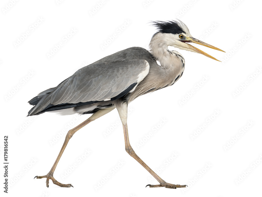 Obraz premium Side view of an Grey Heron walking, screaming, Ardea Cinerea, 5 years old, isolated on white