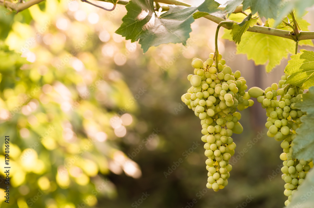 large ripening bunch of white grape on the vine