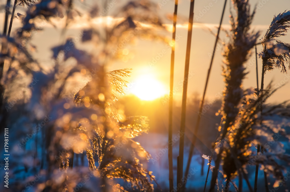 Fototapeta premium Reed plants at shore of a lake during sunset