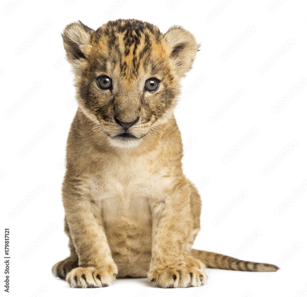 Naklejka premium Lion cub sitting, looking at the camera, 4 weeks old, isolated on white