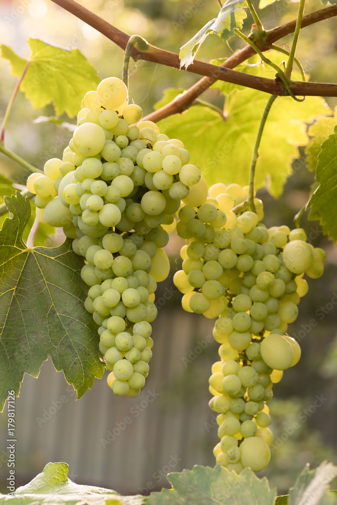 large ripening bunch of white grape on the vine large ripening bunch of white grape on the vine