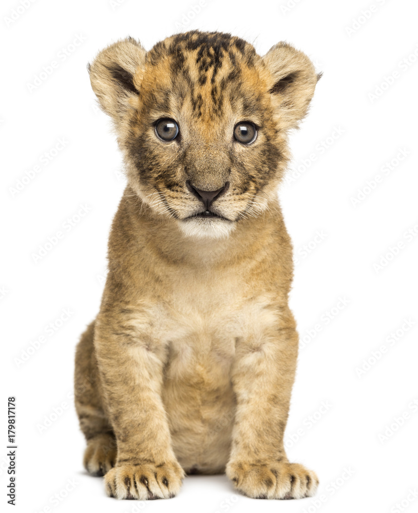 Obraz premium Lion cub sitting, looking at the camera, 4 weeks old, isolated on white