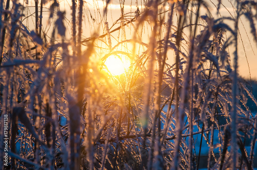 Reed plants at shore of a lake during sunset