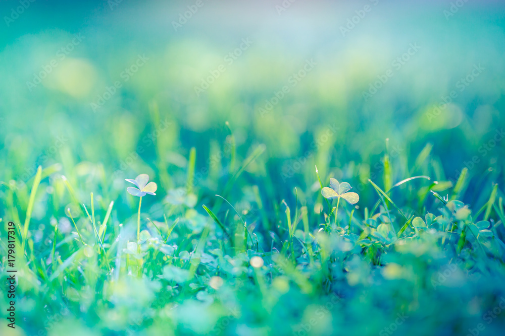 Nature background concept. Beautiful summer nature meadow background. Flowering green meadow on spring sunset light. Bright summer spring nature banner design. Inspirational nature closeup meadow. - obrazy, fototapety, plakaty 