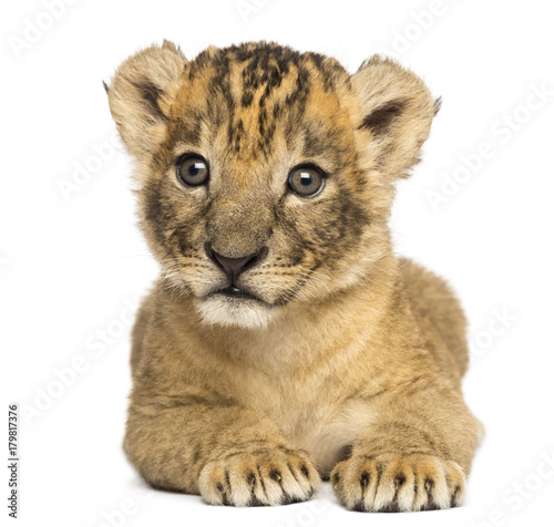 Front view of a Lion cub lying down, 4 weeks old, isolated on white