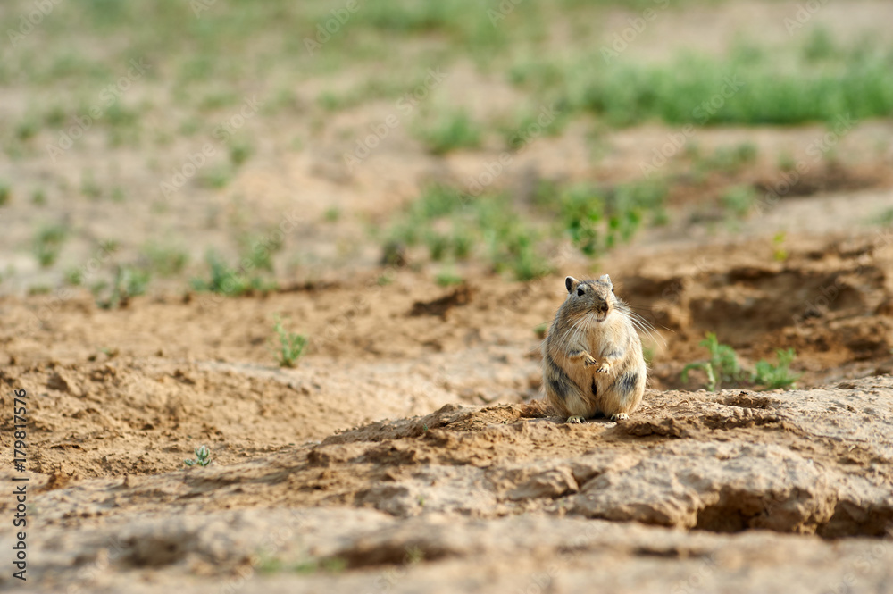 The great gerbil (Rhombomys opimus). The great gerbil is a large gerbil found throughout much of Central Asia. The great gerbil (Rhombomys opimus). The great gerbil is a large gerbil found throughout much of Central Asia.