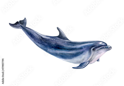 Murais de parede A dolphin realistic isolated on white background