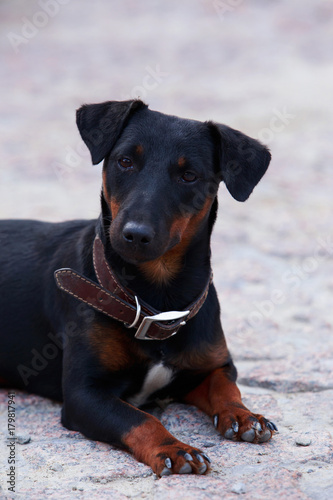 Dog breed german yaggter terrier