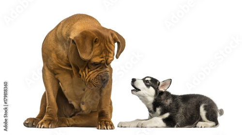 Dogue de Bordeaux sitting and looking at a Husky malamute puppy